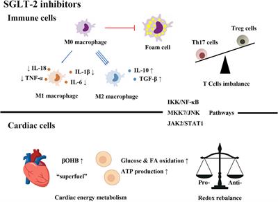 Emerging Roles of Sodium Glucose Cotransporter 2 (SGLT-2) Inhibitors in Diabetic Cardiovascular Diseases: Focusing on Immunity, Inflammation and Metabolism